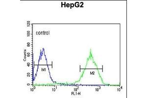 NDUFA10 Antibody (Center) (ABIN653725 and ABIN2843032) flow cytometric analysis of HepG2 cells (right histogram) compared to a negative control cell (left histogram).