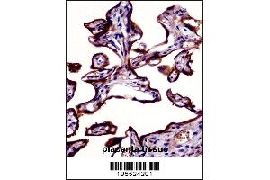 ALPP Antibody immunohistochemistry analysis in formalin fixed and paraffin embedded human placenta tissue followed by peroxidase conjugation of the secondary antibody and DAB staining. (PLAP antibody  (N-Term))
