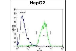 CHPT1 Antibody (N-term) (ABIN654145 and ABIN2844012) flow cytometric analysis of HepG2 cells (right histogram) compared to a negative control cell (left histogram). (CHPT1 antibody  (N-Term))