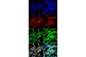 Immunocytochemistry/Immunofluorescence analysis using Mouse Anti-Methylglyoxal Monoclonal Antibody, Clone 9E7 . (Methylglyoxal (MG) antibody (Atto 390))