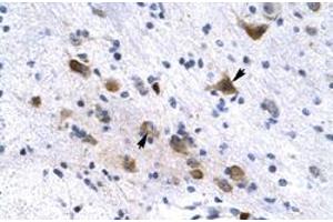 Immunohistochemical staining (Formalin-fixed paraffin-embedded sections) of human brain with KCNH6 polyclonal antibody  at 4-8 ug/mL working concentration. (KCNH6 antibody  (N-Term))