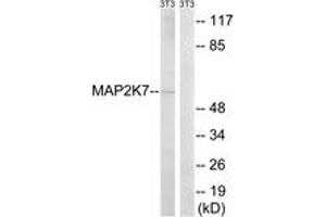 Western blot analysis of extracts from NIH-3T3 cells, using MAP2K7 (Ab-271) Antibody.