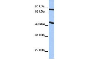 Western Blotting (WB) image for anti-Potassium Channel, Subfamily K, Member 4 (KCNK4) antibody (ABIN2459367)