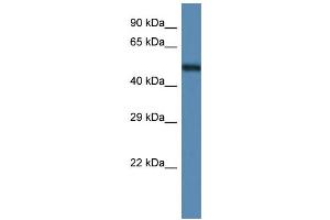 WB Suggested Anti-Anxa11 Antibody   Titration: 1. (Annexin A11 antibody  (C-Term))