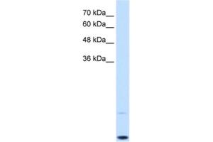 Western Blotting (WB) image for anti-Myc Proto-Oncogene protein (MYC) antibody (ABIN2461663) (c-MYC antibody)