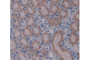 Used in DAB staining on fromalin fixed paraffin- embedded kidney tissue (alpha Adducin antibody  (AA 388-560))