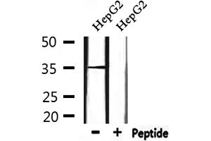Western blot analysis of extracts from HepG2, using HOR5'Beta8 Antibody. (OR51J1 antibody)