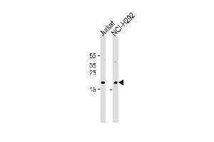 Western blot analysis in Jurkat,NCI-H292 cell line lysates (35ug/lane). (TAF10 antibody  (AA 121-150))