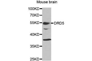 Western blot analysis of extracts of mouse brain tissue, using DRD5 antibody.