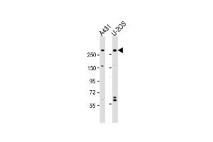 Western Blot at 1:2000 dilution Lane 1: A431 whole cell lysate Lane 2: U-2OS whole cell lysate Lysates/proteins at 20 ug per lane.