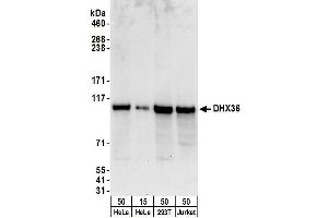 Western Blotting (WB) image for anti-DEAH (Asp-Glu-Ala-His) Box Polypeptide 36 (DHX36) (C-Term) antibody (ABIN7449716) (DHX36 antibody  (C-Term))