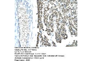 Human Heart (MORF4L1 antibody  (Middle Region))