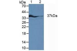 Western blot analysis of (1) Rat Fetal Rat Tissue, (2) Rat Heart Tissue and (3) Rat Placenta Tissue. (IRF1 antibody  (AA 11-276))