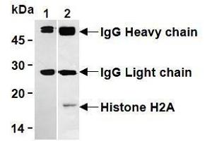 Western Blotting (WB) image for anti-Histone H2A antibody (ABIN1107544) (Histone H2A antibody)