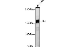 Western blot analysis of extracts of Rat brain, using Ret antibody (ABIN7269925) at 1:1000 dilution. (Ret Proto-Oncogene antibody)