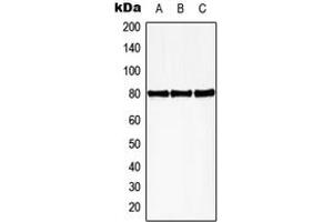 Western blot analysis of HBP1 (pS402) expression in HEK293T PMA-treated (A), mouse spleen (B), rat spleen (C) whole cell lysates. (HBP1 antibody  (C-Term, pSer402))