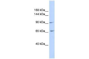 ICAM5 antibody used at 1 ug/ml to detect target protein. (ICAM5 antibody  (N-Term))