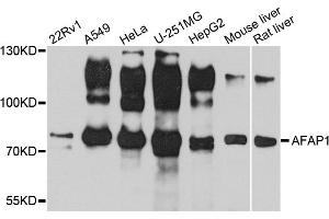 Western blot analysis of extracts of various cell lines, using AFAP1 antibody (ABIN1870854) at 1:1000 dilution. (AFAP antibody)