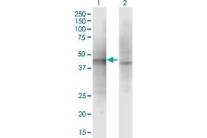 Western Blot analysis of ASZ1 expression in transfected 293T cell line by ASZ1 monoclonal antibody (M01), clone 3C9. (ASZ1 antibody  (AA 127-234))