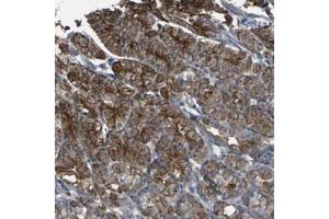 Immunohistochemical staining (Formalin-fixed paraffin-embedded sections) of human stomach with CYP4F11 polyclonal antibody  shows strong cytoplasmic and membranous positivity in glandular cells.