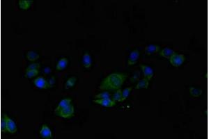 Immunofluorescent analysis of HepG2 cells using ABIN7143770 at dilution of 1:100 and Alexa Fluor 489-congugated AffiniPure Goat Anti-Rabbit IgG(H+L) (ALG2 antibody  (AA 303-405))