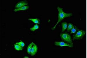 Immunofluorescent analysis of HepG2 cells using ABIN7174224 at dilution of 1:100 and Alexa Fluor 488-congugated AffiniPure Goat Anti-Rabbit IgG(H+L) (Ubiquilin 1 antibody  (AA 1-300))