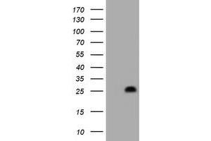 Image no. 1 for anti-Hairy and Enhancer of Split 6 (HES6) antibody (ABIN1498638) (HES6 antibody)