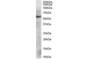 Image no. 1 for anti-Protein Disulfide Isomerase Family A, Member 3 (PDIA3) (C-Term) antibody (ABIN374286)