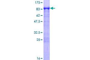 PACSIN2 Protein (AA 1-486) (GST tag)