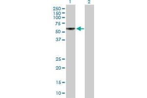 Western Blot analysis of IRX6 expression in transfected 293T cell line by IRX6 MaxPab polyclonal antibody. (IRX6 antibody  (AA 1-446))