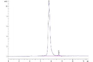 The purity of Cynomolgus FGF21 is greater than 95 % as determined by SEC-HPLC. (FGF21 Protein (AA 29-209) (His tag))