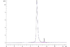 The purity of Cynomolgus FGF21 is greater than 95 % as determined by SEC-HPLC. (FGF21 Protein (AA 29-209) (His tag))