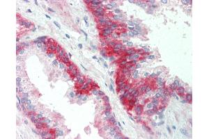 Anti-SGPP1 antibody IHC staining of human prostate. (SGPP1 antibody  (AA 13-42))