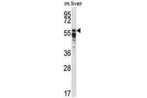 Western blot analysis of PPP2R5A Antibody (C-term) in mouse liver tissue lysates (35ug/lane). (PPP2R5A antibody  (C-Term))