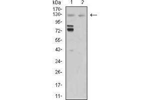 Western blot analysis using MIB1 mouse mAb against Hela (1) and COS7 (2) cell lysate. (MIB1 antibody  (AA 6-221))