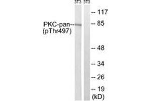Western blot analysis of extracts from NIH-3T3 cells treated with PMA 250ng/ml 15', using PKC-pan (Phospho-Thr497) Antibody.