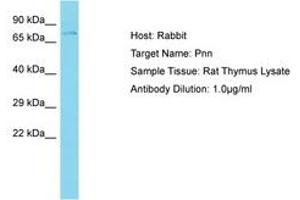 Image no. 1 for anti-Pinin, Desmosome Associated Protein (PNN) (AA 80-129) antibody (ABIN6750467) (PNN antibody  (AA 80-129))