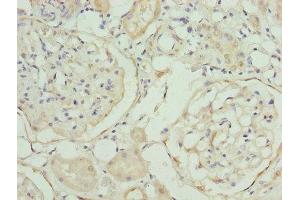 Immunohistochemistry of paraffin-embedded human kidney tissue using ABIN7168530 at dilution of 1:100 (MAT2A antibody  (AA 1-395))