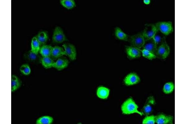 SLC38A6 antibody  (AA 132-169)