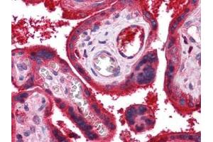 Human Placenta: Formalin-Fixed, Paraffin-Embedded (FFPE) (C9 antibody)