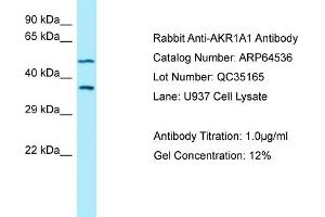Western Blotting (WB) image for anti-Aldo-Keto Reductase Family 1, Member A1 (Aldehyde Reductase) (AKR1A1) (N-Term) antibody (ABIN2774400) (AKR1A1 antibody  (N-Term))