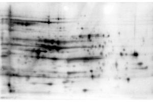 2D Western Blot of anti-E. (HCP antibody)