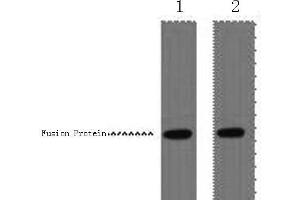 Western Blot analysis of 1 μg VSV-G fusion protein using VSV-G-Tag Monoclonal Antibody at dilution of 1) 1:5000 2) 1:10000. (VSV-g Tag antibody)