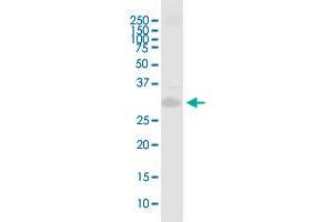 PRRX1 MaxPab polyclonal antibody. (PRRX1 antibody  (AA 1-217))