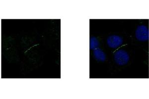 ICC/IF Image ZO-1 antibody [N1N2], N-term detects TJP1 protein at junction by confocal immunofluorescent analysis.
