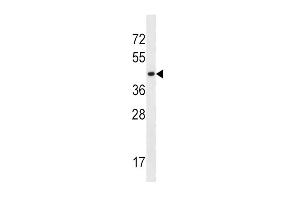 SLC16A10 Antibody (C-term) (ABIN657159 and ABIN2846293) western blot analysis in K562 cell line lysates (35 μg/lane). (SLC16A10 antibody  (C-Term))