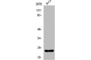 Western Blot analysis of HeLa cells using Neurensin-1 Polyclonal Antibody (Neurensin 1 antibody  (Internal Region))