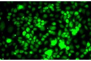 Immunofluorescence analysis of MCF7 cells using TCEB3 Polyclonal Antibody (TCEB3 antibody)