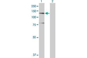 Western Blot analysis of SFRS14 expression in transfected 293T cell line by SFRS14 MaxPab polyclonal antibody. (SFRS14 antibody  (AA 1-988))