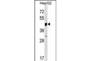 SERINC2 Antibody (Center) (ABIN1538250 and ABIN2849195) western blot analysis in HepG2 cell line lysates (35 μg/lane). (SERINC2 antibody  (AA 289-316))